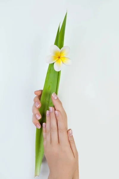 Spa Μανικιούρ Όμορφα Γυναικεία Χέρια Άσπρο Λουλούδι Και Δύο Αφήστε — Φωτογραφία Αρχείου