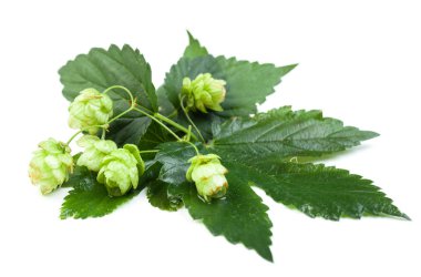 Bira atlama beyaz arka plan üzerinde