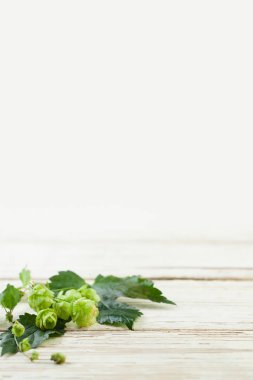 Tesisler, bira hop için kopya alanı beyaz ahşap zemin üzerine