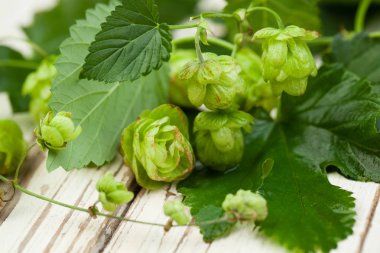 Tesisler, bira hop, yeşil atlama için Beyaz ahşap zemin üzerinde