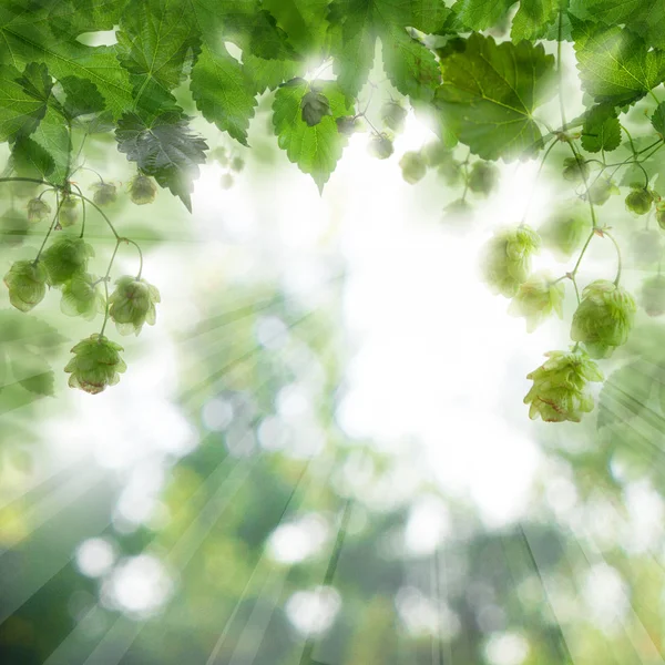 ビール ホップ光抽象的なボケ味を持つ葉背景 — ストック写真