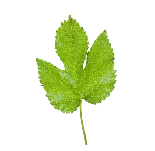 Зелений Пивний Хміль Лист Ізольований Білому — стокове фото