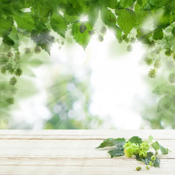 Zöld Komló Bokeh Háttérre Fehérrel Fedélzet Val Másol Hely Üres — Stock Fotó