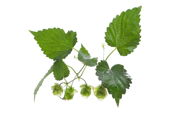 Ramas Lúpulo Con Hojas Aisladas Sobre Fondo Blanco — Foto de Stock