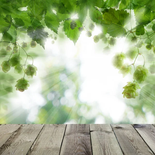 Μπύρα Λυκίσκος Υπόβαθρο Για Την Τοποθέτηση Προϊόντων Πράσινο Λυκίσκος Φύλλα — Φωτογραφία Αρχείου