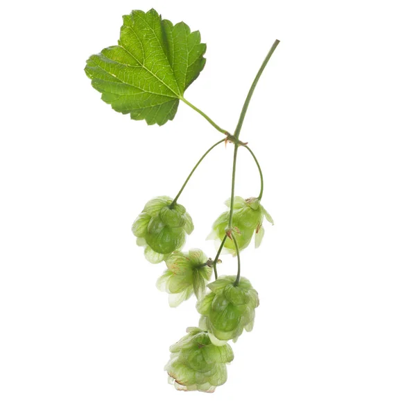 Organic Hop Leaves Isolated White Background — Stock Photo, Image