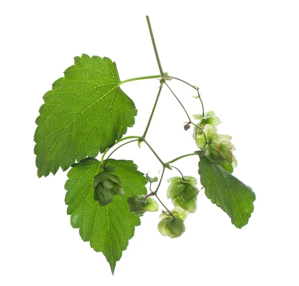 Ramas Lúpulo Con Hojas Verdes Aisladas Sobre Fondo Blanco —  Fotos de Stock