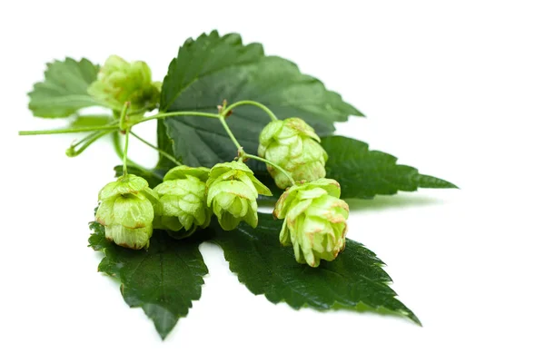 Green Hop Leaves White Background — Stock Photo, Image