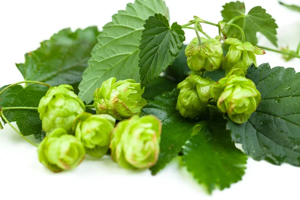 Organic hop with leaves on white background