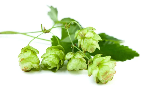 Saltos Cerveza Sobre Fondo Blanco — Foto de Stock