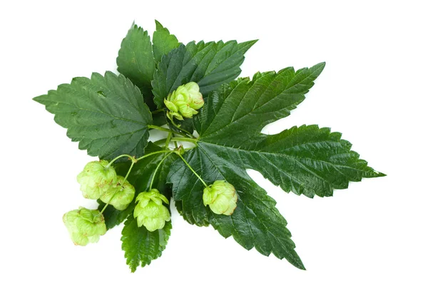 Beer Hop White Background Top View — Stock Photo, Image
