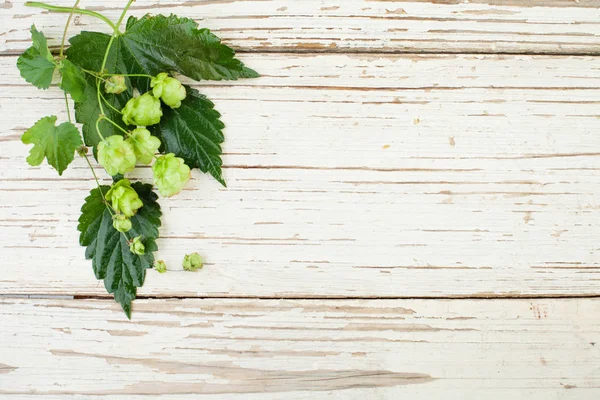 Bierhopfpflanze Auf Weißem Holzhintergrund Draufsicht — Stockfoto