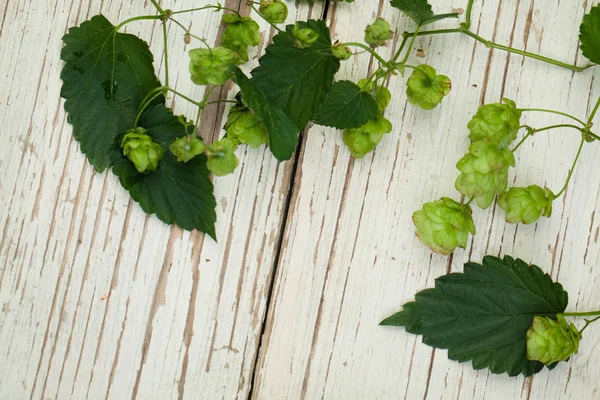 Bio Hopfenpflanze Auf Weißem Vintage Holzhintergrund — Stockfoto