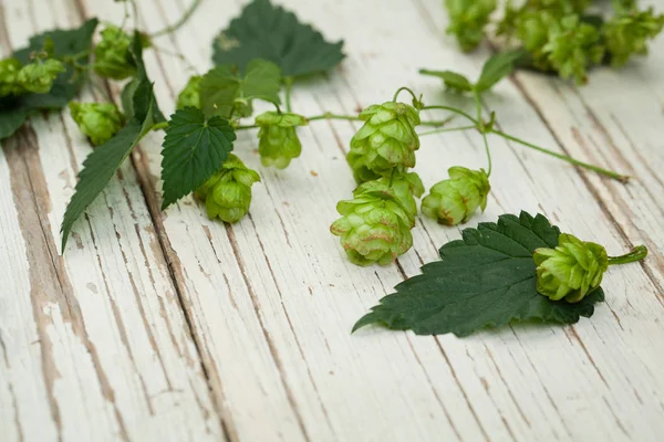 Hojas Lúpulo Verde Conos Sobre Fondo Madera Blanco — Foto de Stock