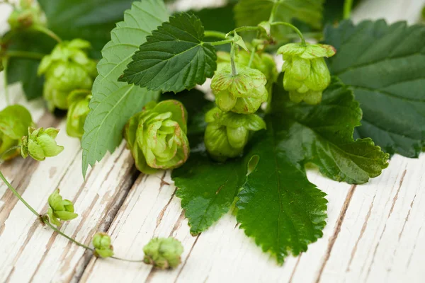 Organic Hop Plant White Wooden Background Closeup — Stock Photo, Image