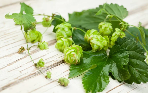 Salto Orgánico Planta Lúpulo Cerveza Sobre Fondo Madera Blanca — Foto de Stock