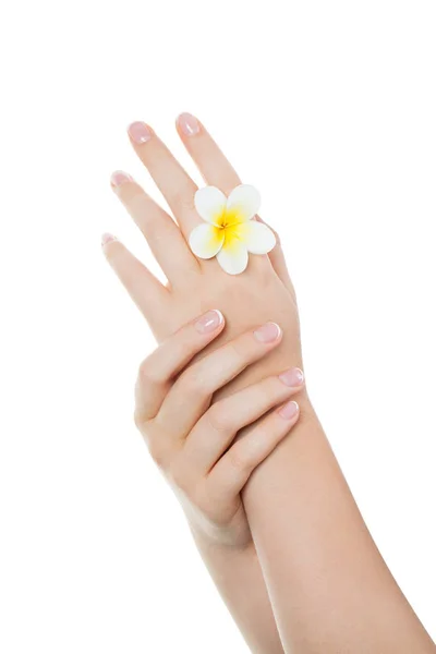 白い背景に分離されたフランス語マニキュア マニキュア サロン後完璧な爪で美しい女性の手 マニキュア概念 — ストック写真