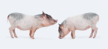 Mini domuzlar çift beyaz arka plan üzerinde
