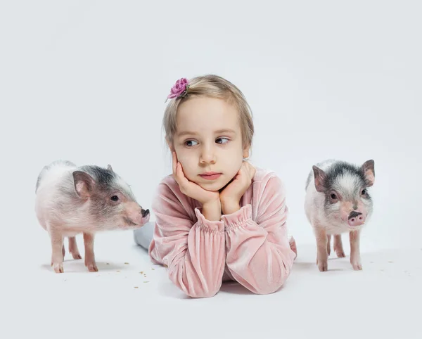 Niña Mini Cerdos Sobre Fondo Blanco Retrato — Foto de Stock