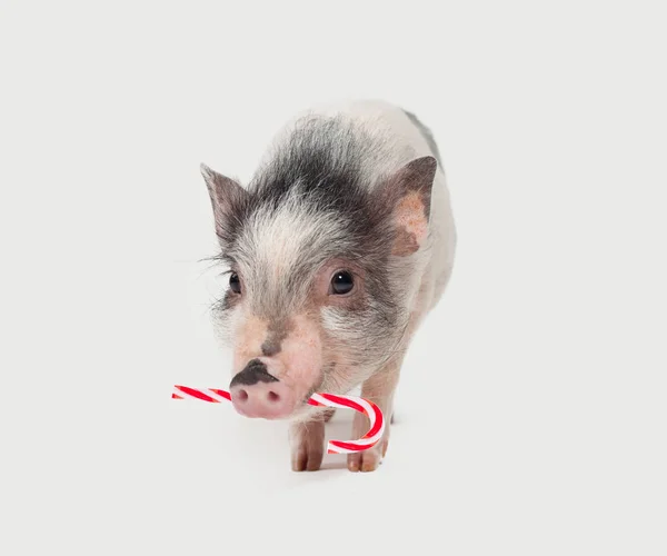 Cute Little Pig Red Lollipop White Background — Stock Photo, Image