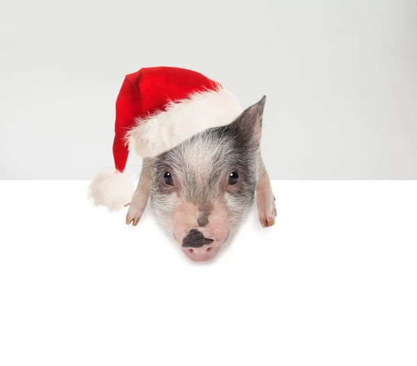 Cochon Noël Chapeau Père Noël Avec Fond Bannière Papier Blanc — Photo