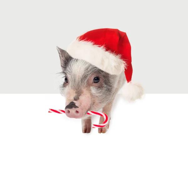 Mini Cochon Joyeux Dans Chapeau Père Noël Avec Bonbons Bannière — Photo