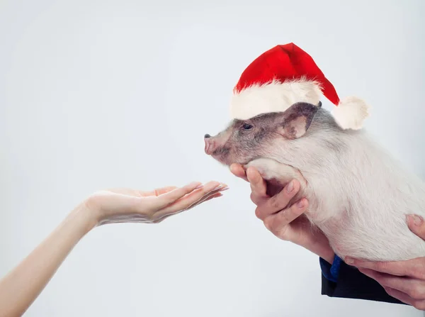 Lindo Cerdo Sombrero Santa Con Mano Femenina Vacía Sobre Fondo — Foto de Stock