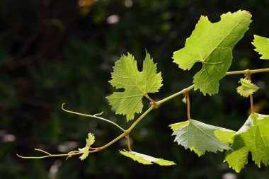 Yeşil yaprakları, Bokeh ışık ve bahar sağlık arka plan üzerinde boş ahşap masa