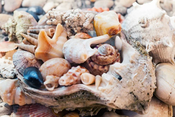 Natural Sea Shells Wallpaper Background — Stock Photo, Image