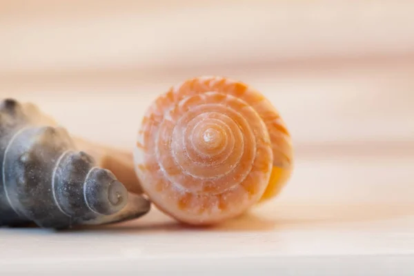 Sea Shell Closeup Wooden Background — Stock Photo, Image