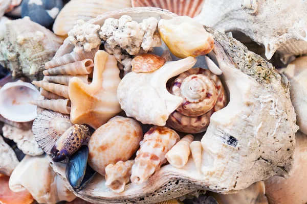 Přírodní Mořské Mušle Tapety Pozadí — Stock fotografie