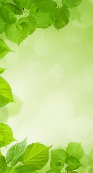 Green Cell Phone Wallpaper Fresh Spring Leaves Blurred Background Bokeh — Stock Photo, Image