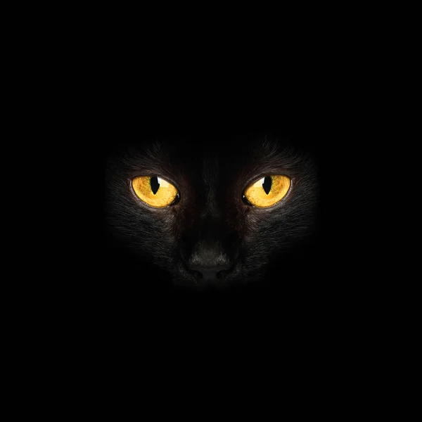 Siyah Kedi Gözleri Karanlık Arka Planda — Stok fotoğraf