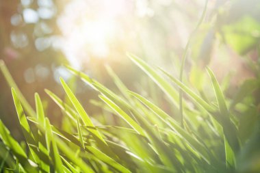 Yeşil çim arka plan güneşli gün