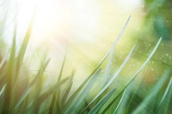 Prairie d'été avec herbe verte. Fond vert luxuriant — Photo