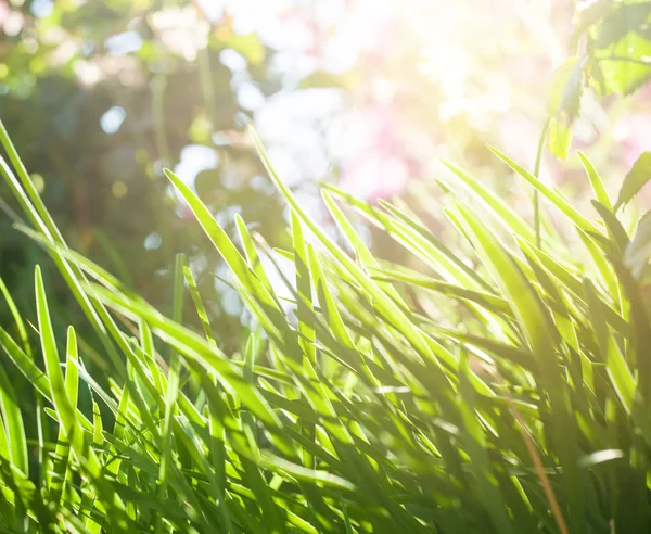 Fond d'herbe vert vif dans la journée ensoleillée — Photo