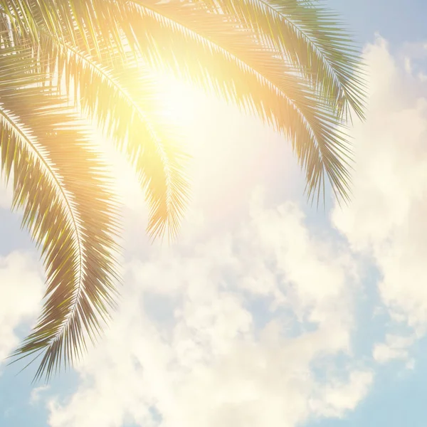 Palmiyeler ve bulutlar arka plan gökyüzü — Stok fotoğraf