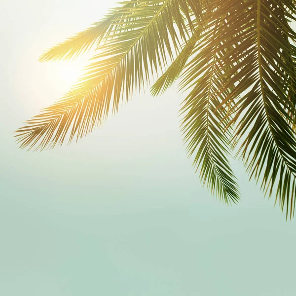 Palmiye ağacı gökyüzü, güzel tropikal arka plan karşı — Stok fotoğraf