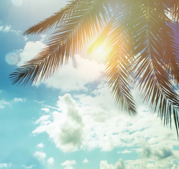 Yaz palmiye ağaçları mavi gökyüzü bulutlar ve güneş arka plan karşı — Stok fotoğraf