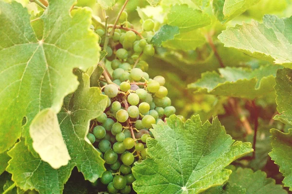 Raisins verts, fond de vigne et feuilles — Photo