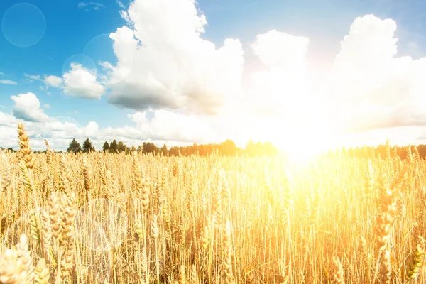 Field with sun. yellow wheat and blue sky