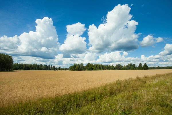 黄色小麦和蓝天的田野 — 图库照片