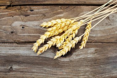 Altın çavdar Spikelets üzerinde koyu ahşap arka plan