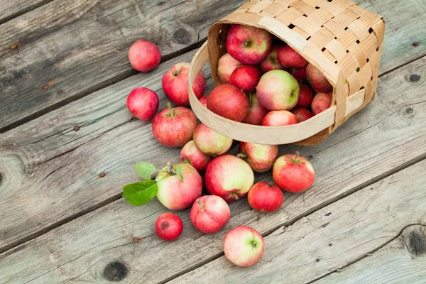 Pommes rouges en pottle sur fond en bois — Photo