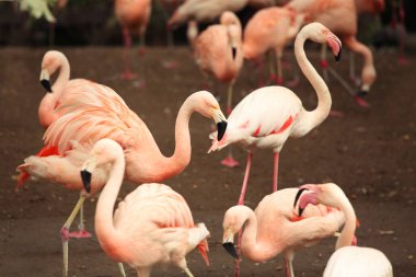 bir sürü Flamingo. Pembe kuşlar doğal park 