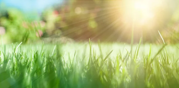 Fond naturel avec herbe verte et soleil — Photo