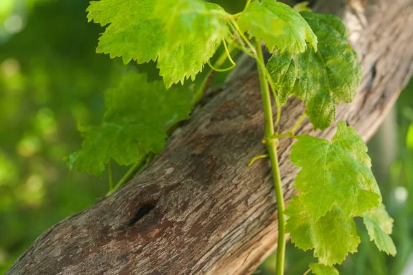 Feuilles de vigne vertes sur écorce de vieil arbre sur fond de verdure floue — Photo