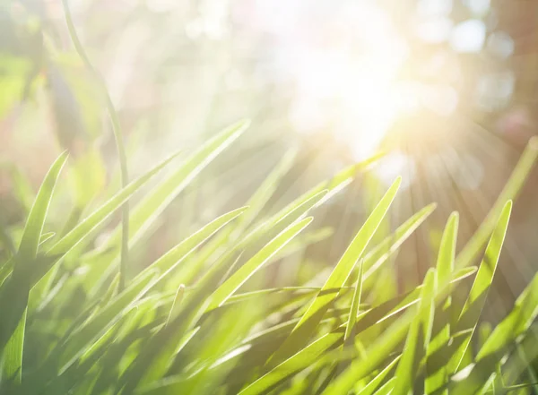 Spring or summer abstract nature background with green grass meadow — Stock Photo, Image