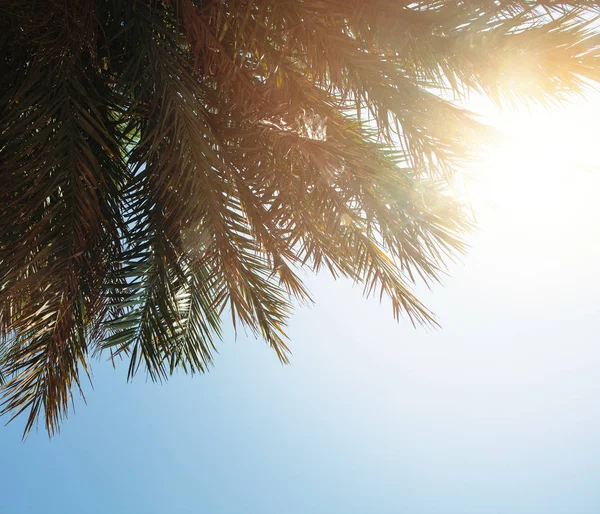 Palm arka plan gökyüzü ve güneş ışığı ile — Stok fotoğraf