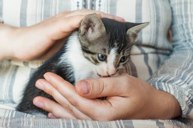 Pisi eller. Sevimli küçük kedi kadın elinde yakın çekim